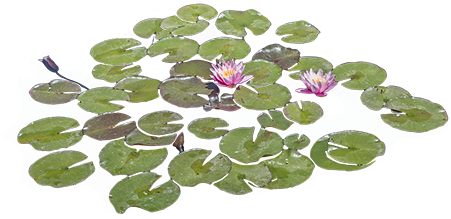 Lily Pads Floating In A Pond With Some Bright Purple - Lily Pads Png (450x450)