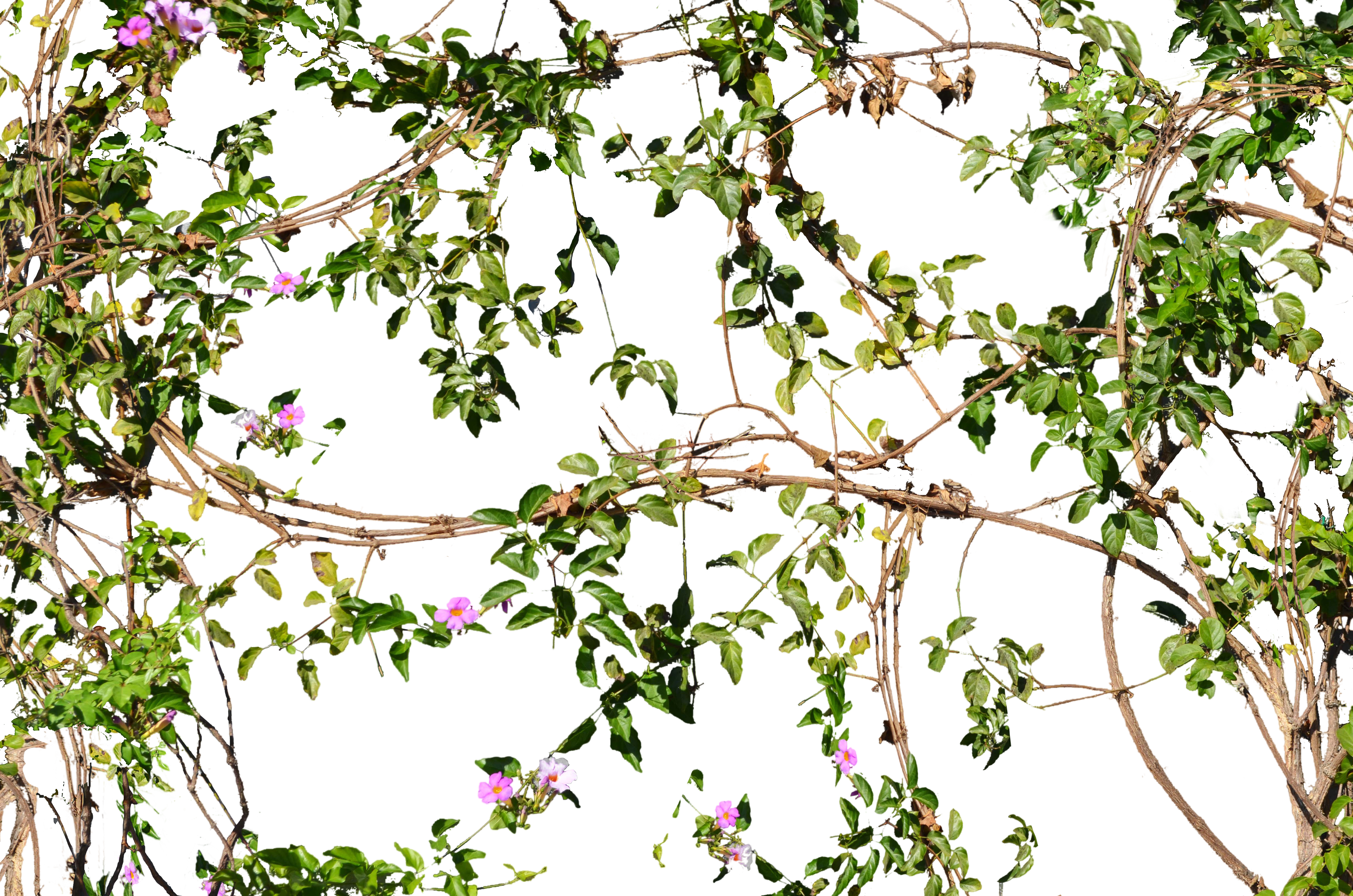 View Deviation - Vines On Wall Png (4928x3264)