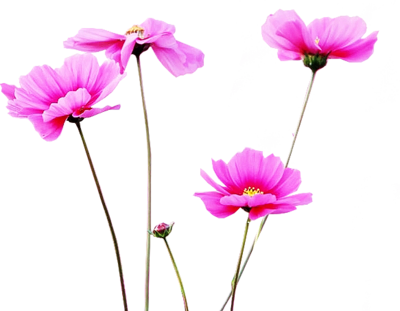 Psd Detail - One A Day Multivitamin/multimineral, Women's Formula, (400x311)