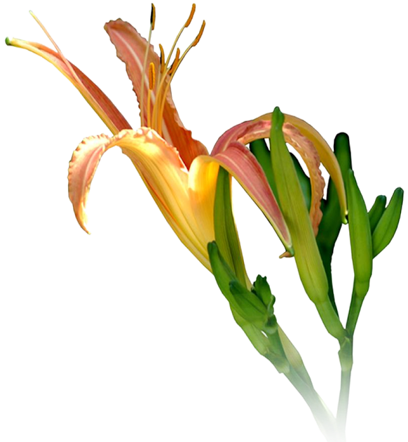 Now You Can Use Cliparts And Objects Direct In Psd - Adobe Photoshop (640x640)