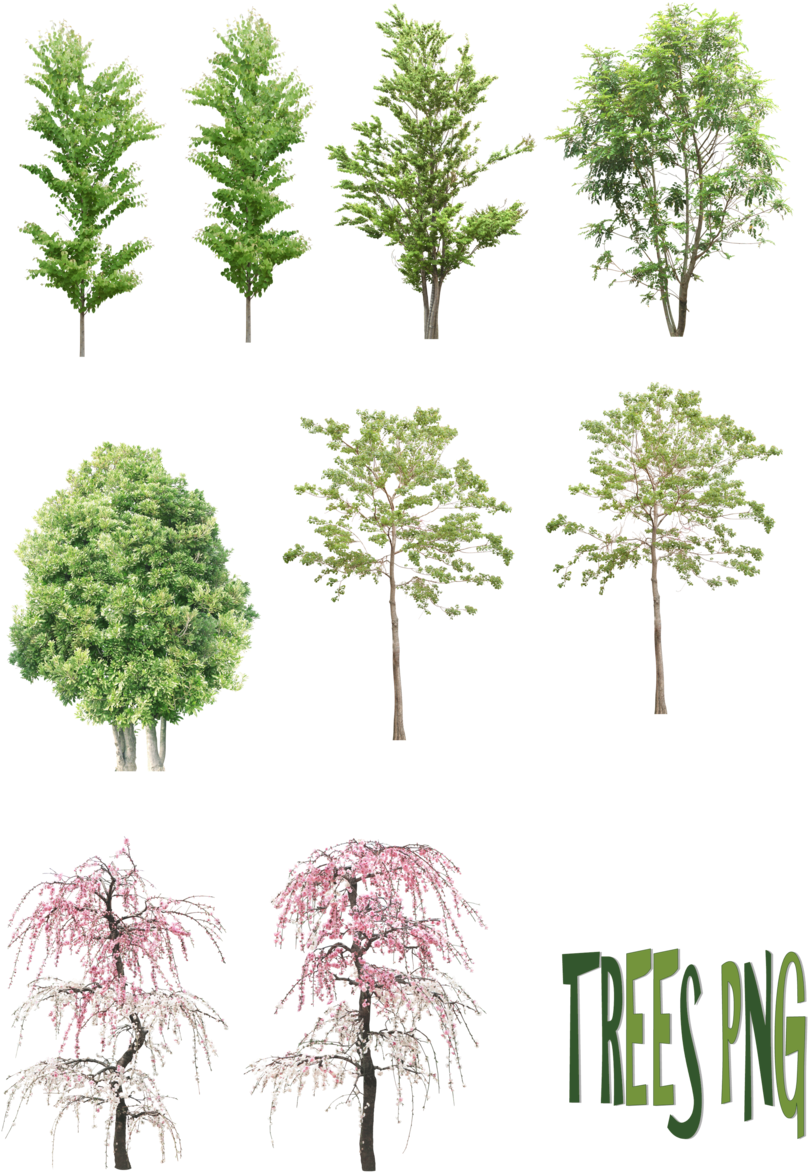Trees Png By Mysticmorning - Small Trees Png (900x1232)