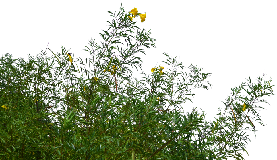 View Collection - Grass Png (1020x783)