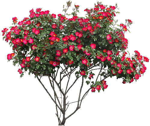 Tubes Arbres / Arbustes / Feuillages - Rose Bush Png (500x421)