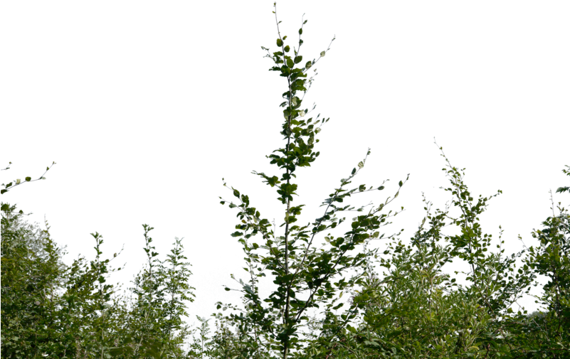 View Collection - Bush Png (800x533)