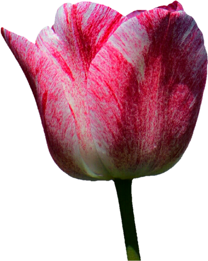 Glittery Pink Tulip By Jeanicebartzen27 - Stock Photography (713x888)