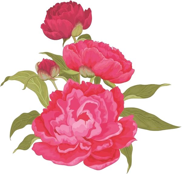 Moutan Peony Pink Clip Art - Moutan Peony Pink Clip Art (700x644)