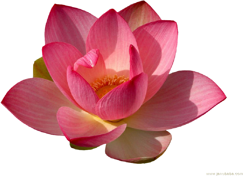 Lilium Flower Nymphaea Alba Nelumbo Nucifera - Water Lily Png (1024x768)