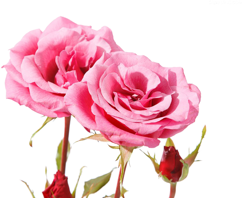 Garden Roses Centifolia Roses Beach Rose Pink Petal - Garden Roses Centifolia Roses Beach Rose Pink Petal (1024x683)