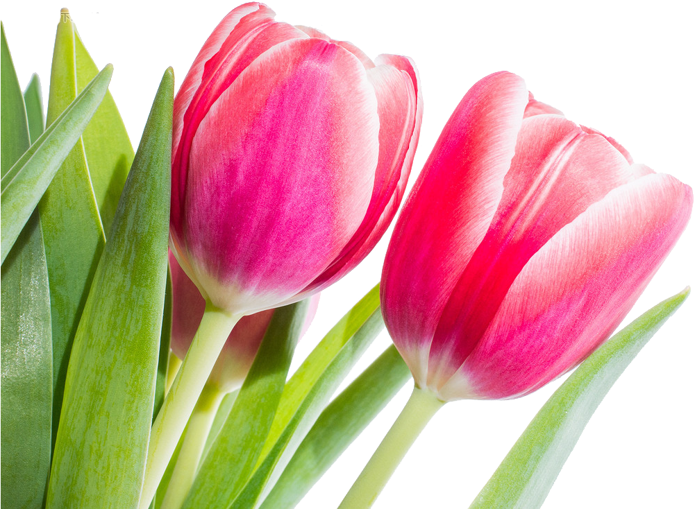 Flower Tulip Red Stock - Tulip (1200x779)