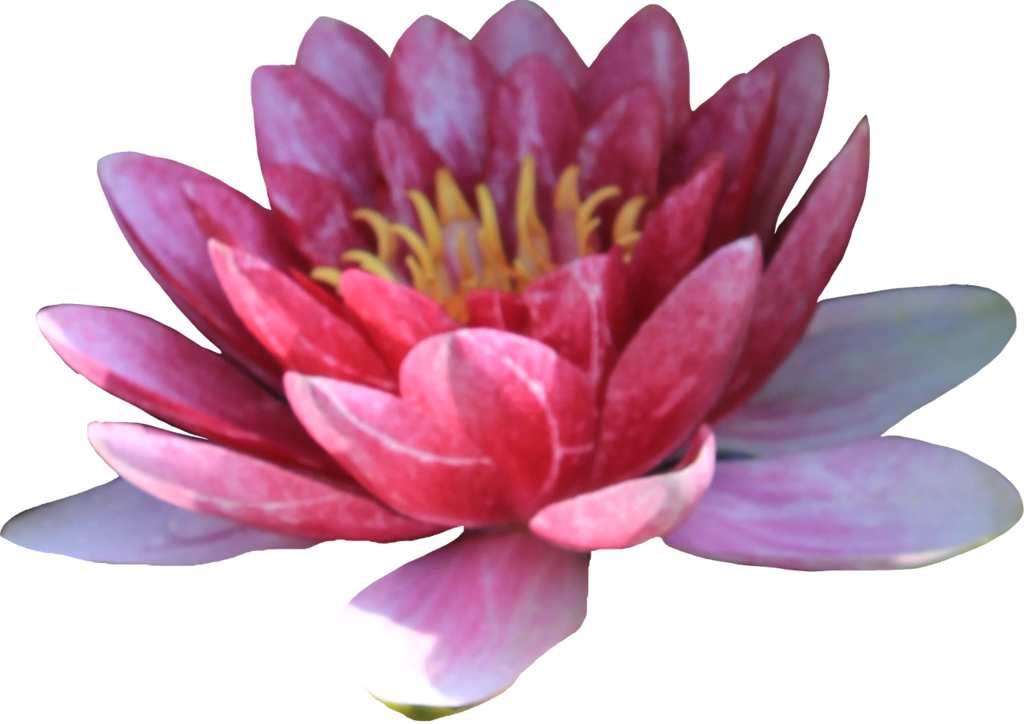 Pink Waterlilly Png By Thy Darkest Hour - Flower (1024x724)