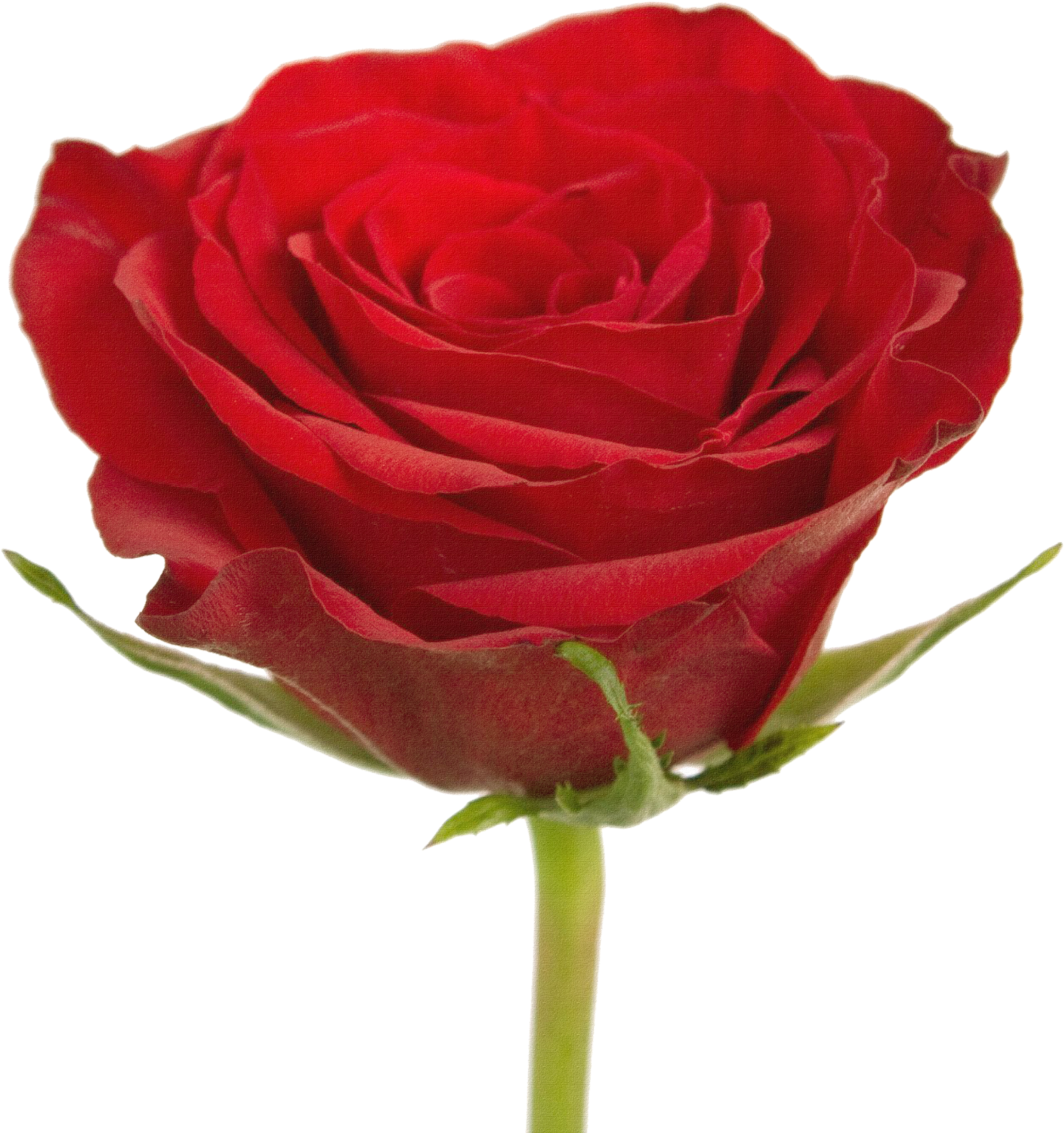 Garden Roses Centifolia Roses Floribunda Flower Bouquet - Garden Roses Centifolia Roses Floribunda Flower Bouquet (3077x3307)