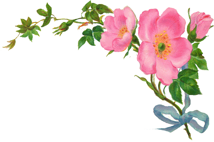 Country Vintage Floral Clipart - Vintage Flower Border Png (800x554)