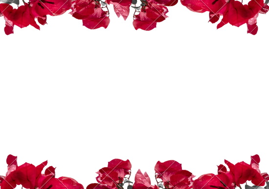 Flowers Borders Png - Floral Border Transparent Background (550x388)