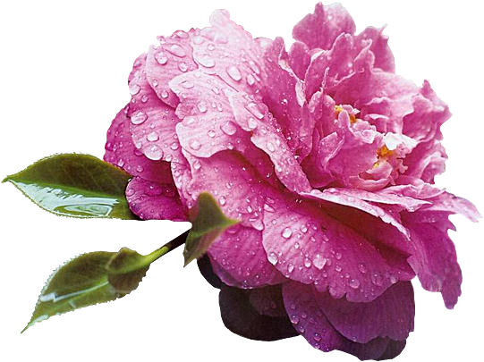 Hebergeur D'image - Ahh, Beauty! By Lucia Bruels (600x450)