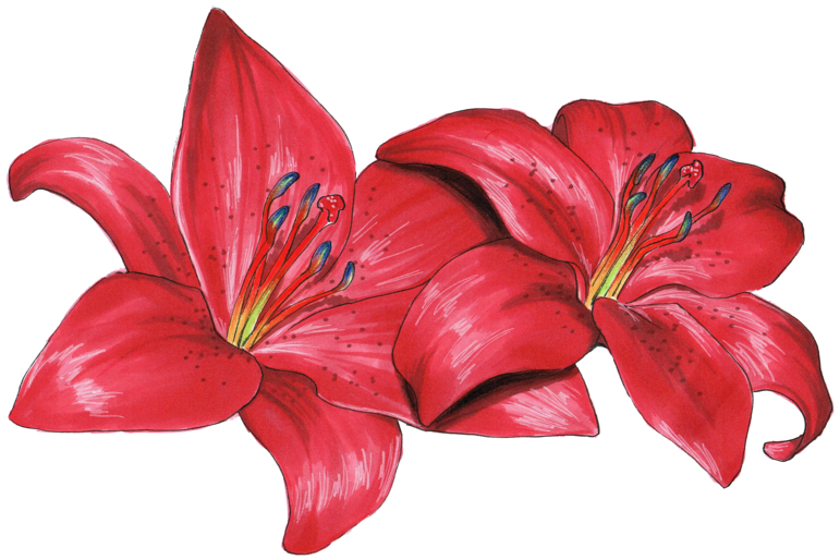 Red Lilies Png (800x582)