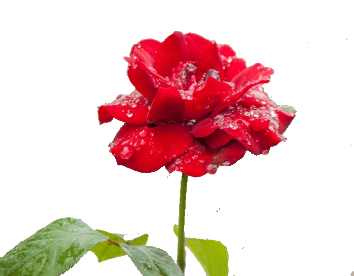 Garden Roses Rosa Chinensis Floristry Carnation Petal - Garden Roses Rosa Chinensis Floristry Carnation Petal (700x546)