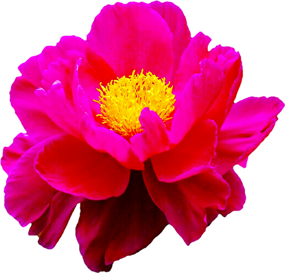 Pink Peony By Jeanicebartzen27 Pink Peony By Jeanicebartzen27 - Magenta Flower Transparent (1008x959)