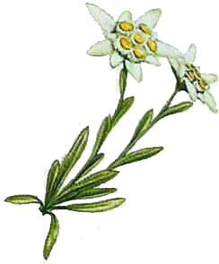 Es - Edelweiss (352x384)