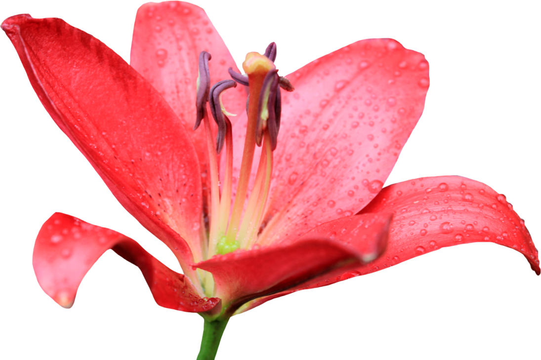 Red Lilly 02 By Thy Darkest Hour - Red Lily Flower Png (1095x729)