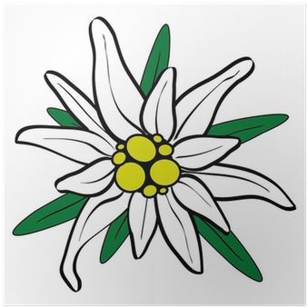 Poster Berg Edelweiss Freigestellt • Pixers® - Textile (400x400)
