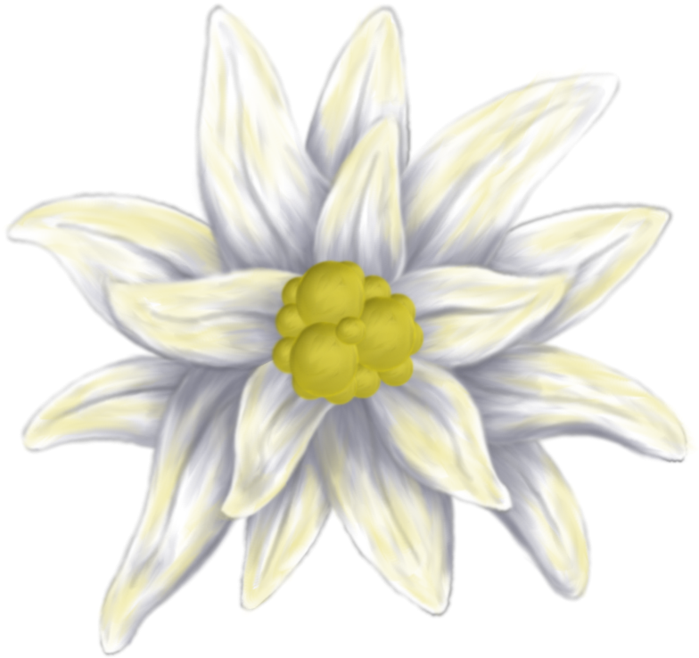 Edelweiss By Ravyn-karasu - Sacred Lotus (800x862)