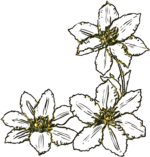 Otros Blogs Que Te Pueden Interesar - Geissorhiza (800x800)