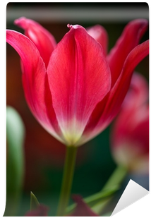 Sprenger's Tulip (400x400)