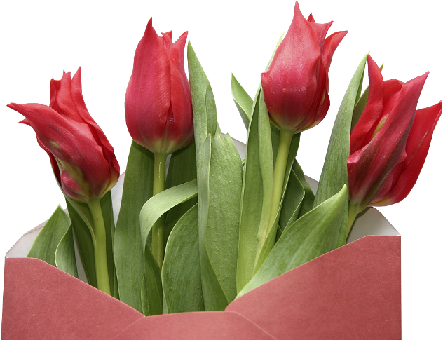 Tulips - Dios Siempre Ilumine Tu Camino (650x494)
