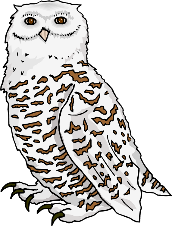 Owl Clipart - Snow Owl Coloring Page (571x750)