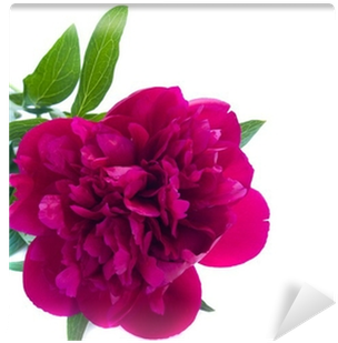 Peony Flower Isolated Over White Background Wall Mural - Peony (400x400)