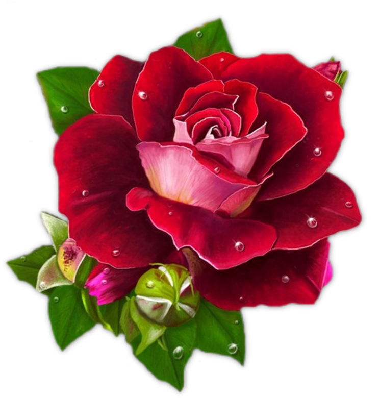Flowers - Buongiorno Con Una Rosa (800x816)