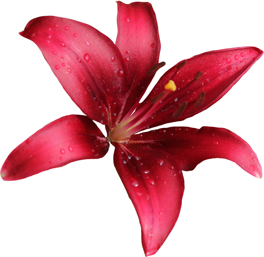 Lily Png Free Download - Red Lily Png (900x876)