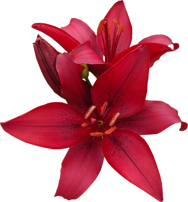 Red Lilies - Flower (600x647)