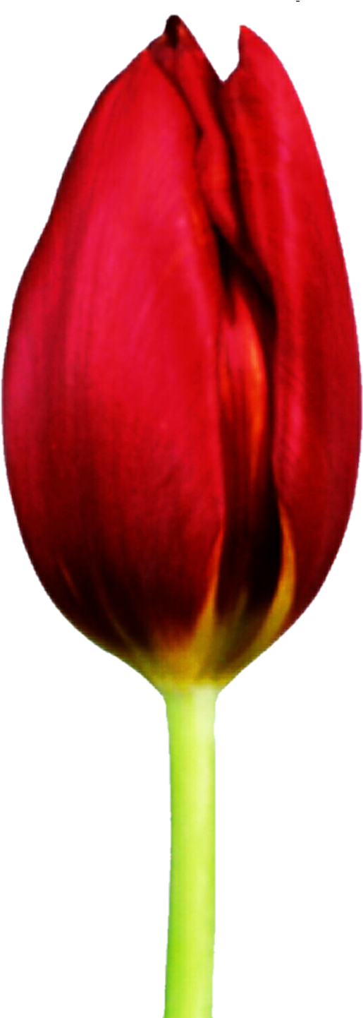 Satin Red Tulip By Jeanicebartzen27 - Tulip (555x1441)