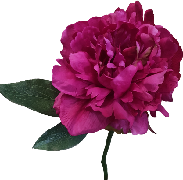31cm Peony Spray - Common Peony (800x600)