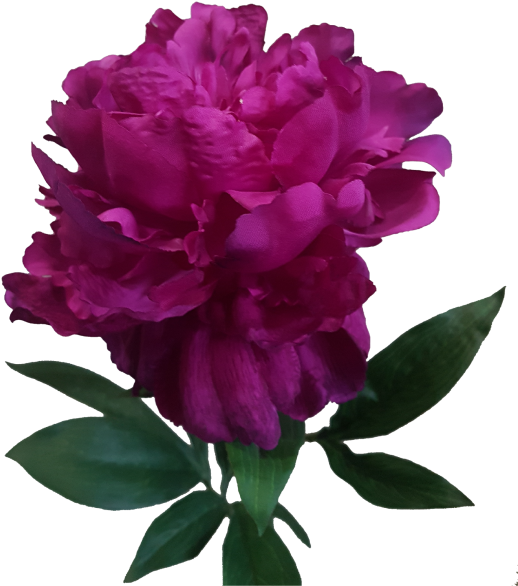 71cm Single Peony - Common Peony (800x600)