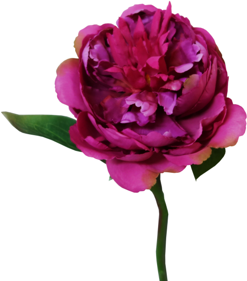 33cm Peony - Garden Roses (800x600)