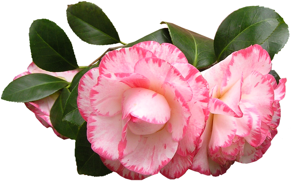 Peony Flower Cliparts 12, - Japanese Camellia (960x618)