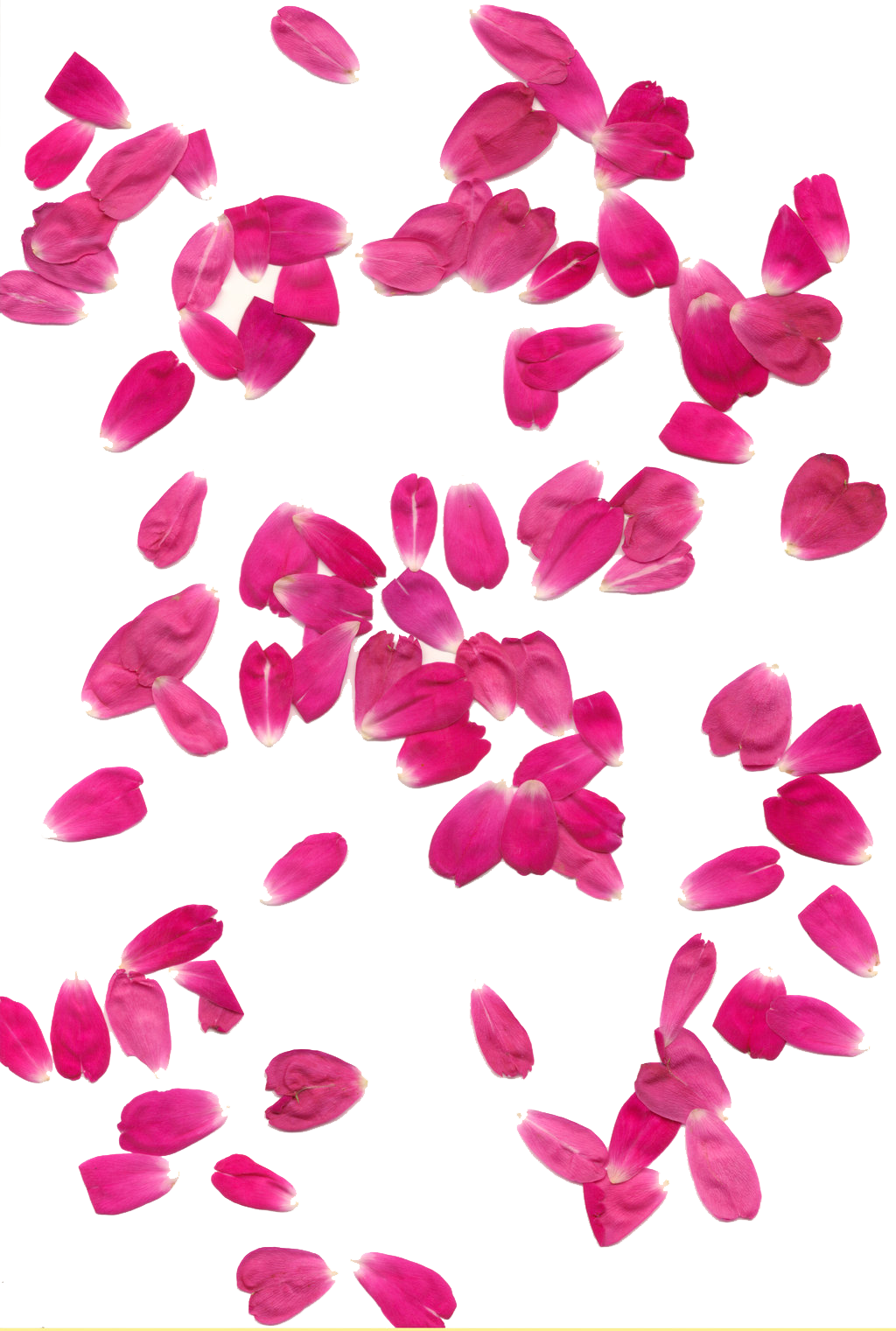 Rose Petals Transparent Background - Pink Rose Leaf Png (1024x1521)