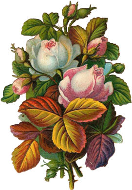 Victorian Era Poster Rose Flower Advertising - Victorian Era Poster Rose Flower Advertising (500x500)