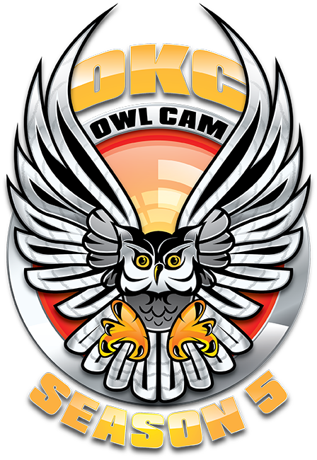 Owl Cam Home Owl Glossary - Owl (448x650)