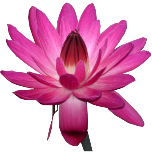 Hot Pink Water Lily By Lilipilyspirit - Sacred Lotus (512x512)
