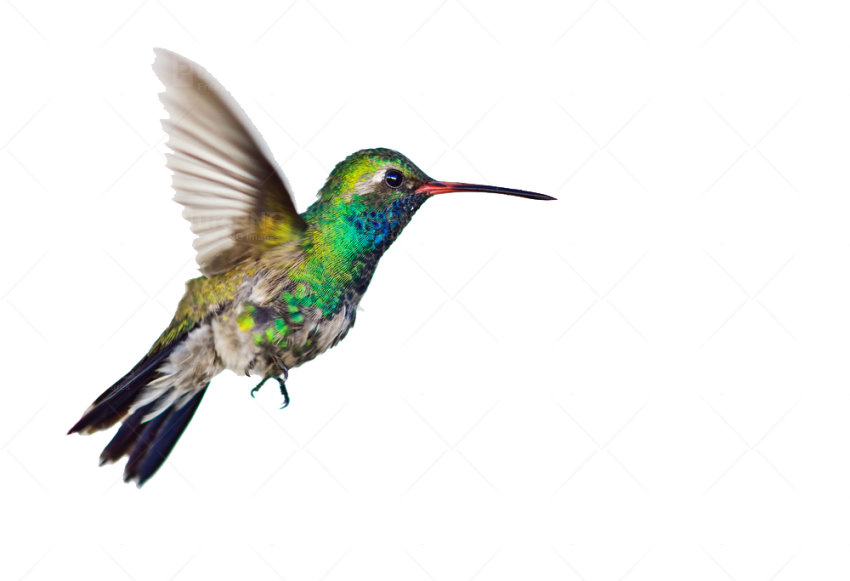 Hummingbird Clipart Png Image - Seven Letters From Paris: A Memoir [book] (850x581)