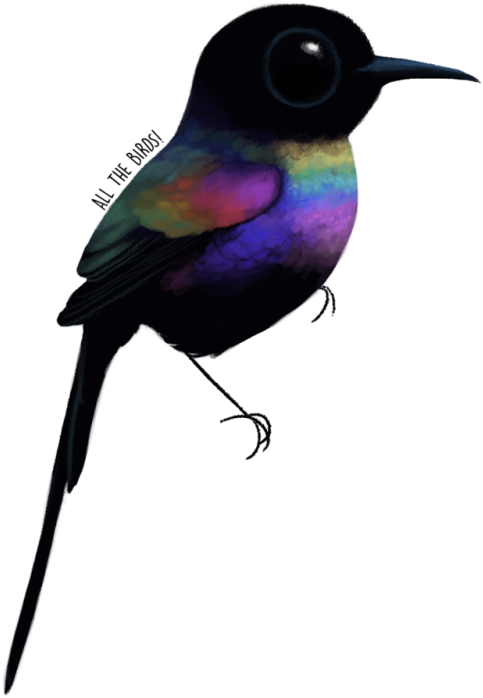 Hummingbird Clipart Outline Colorful - Hummingbird (500x750)