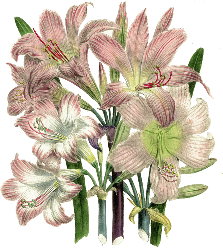 Vintage Flowers By On Deviantart - Deja Vu Souly Had (900x1027)