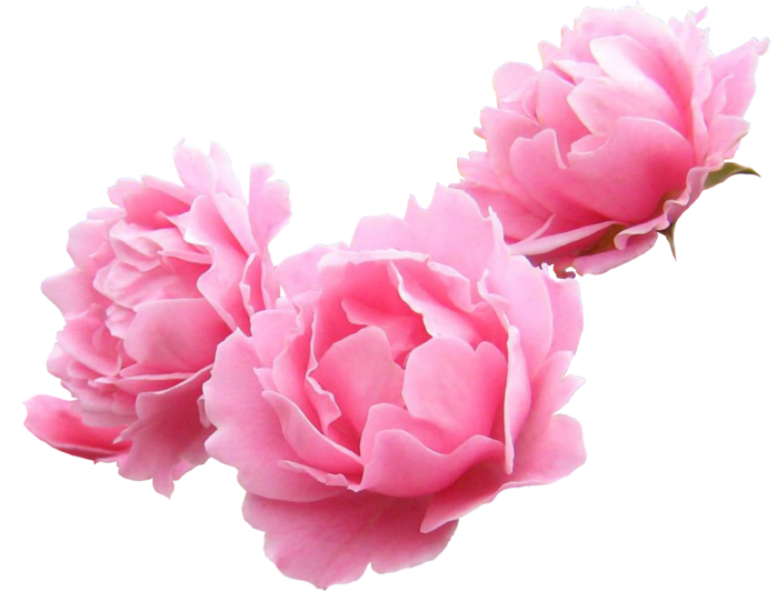 Peony Garden Roses Lilium Flower Clip Art - Peony Garden Roses Lilium Flower Clip Art (699x533)