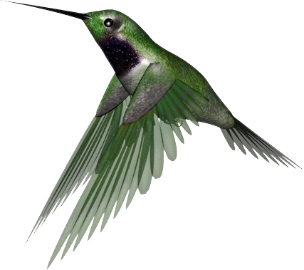 Hummingbird Png Clipart - Hummingbird Png (427x379)