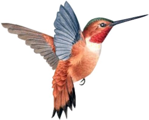 Bd-57 - Ruby-throated Hummingbird (494x400)