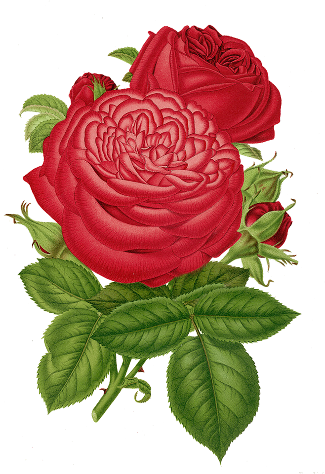 Garden Roses Cut Flowers Centifolia Roses Rosa Multiflora - Garden Roses Cut Flowers Centifolia Roses Rosa Multiflora (670x960)