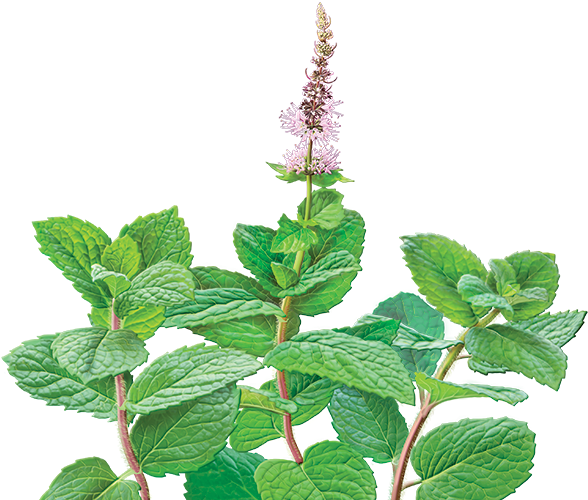 Hummingbird Flower Clipart For Kids - Organic Spearmint Tea India (600x552)